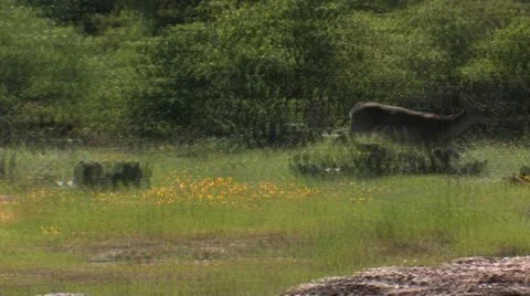 White tail doe Stock Footage 21483189