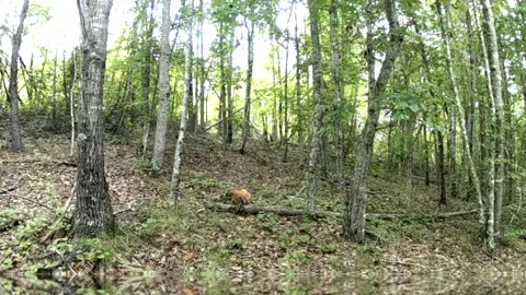 White Tail Doe Resting in North Carolina Foothills Stock Footage 318047589