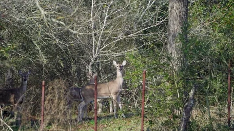White-tail Doe Stomping Foot - Forest Alarm Signal Stock-Footage 306713170