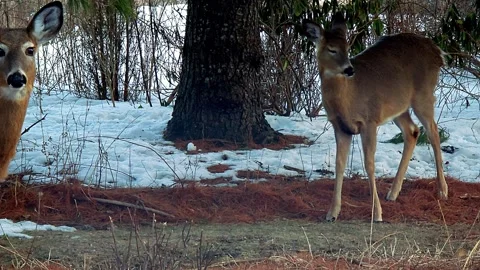 White Tail does under pine trees Stockbeeldmateriaal 331788559