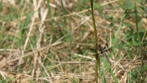 White-tail dragonfly 4K Stock Footage 106880813