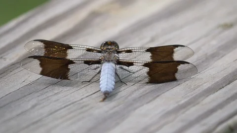 White-tail dragonfly pulses its abdomen 4K Stock Footage 107445272