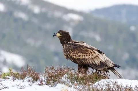 White tail eagle Stock Photos
