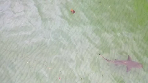 White Tail Shark Stock Footage 133856240