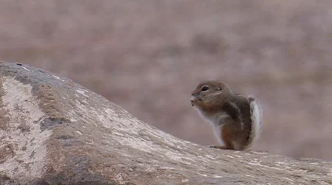 White-tailed Antelope Squirrel 1 Stock Footage 8549330