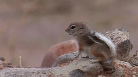 White-tailed Antelope Squirrel 3 Stock Footage 8550620
