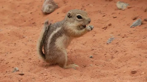 White-tailed Antelope Squirrel eats, close up Stock Footage 219450755