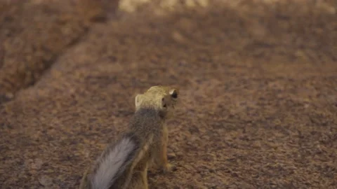 White-tailed Antelope Squirrel Stock Footage 164404634