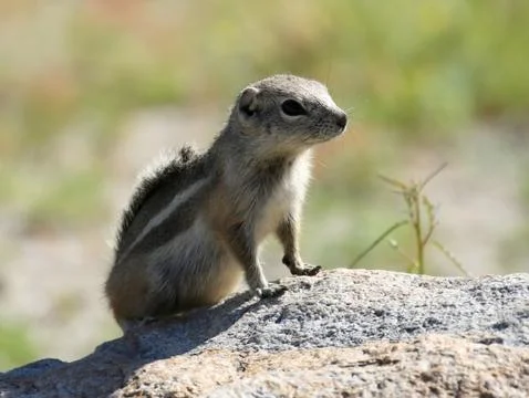 White-tailed Antelope Squirrel Stock Photos