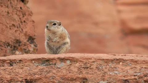White-tailed Antelope Squirrel stands, Close up Vidéo 219450405
