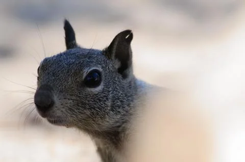 White-Tailed Antilope Squirrel Stock Photos