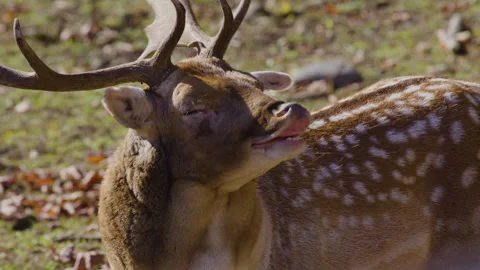 White tailed buck close up face mating call Stock Footage 293633564
