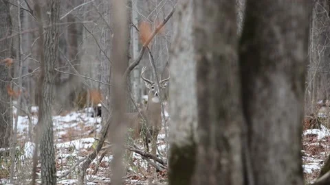White-tailed Buck during rut Stock Footage 142471592