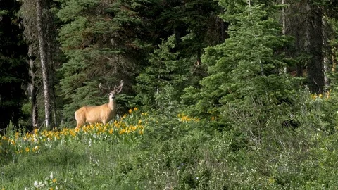 White Tailed Buck 動画素材 82950988