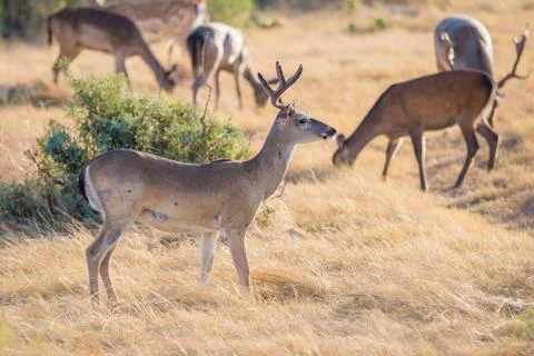 White-Tailed Buck Foto stock