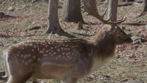 White tailed buck side profile Stock Footage 293633808