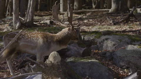 White tailed buck walking into frame Stock Footage 293633875