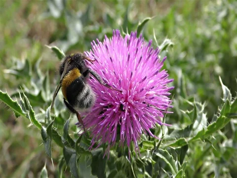 White tailed bumble bee, bombus terrestris Stock Footage 77882881