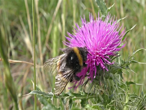 White tailed bumble bee, bombus terrestris Stock-Footage 77882948