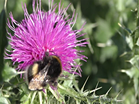White tailed bumble bee, bombus terrestris Stock Footage 77883297