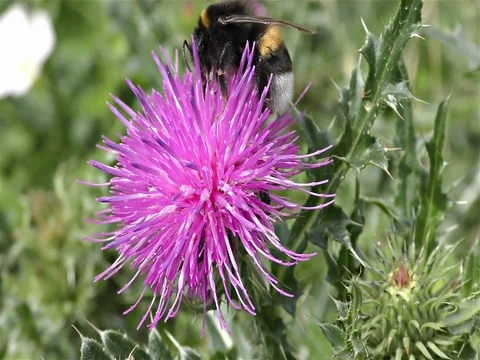 White tailed bumble bee, bombus terrestris Stock Footage 77883306