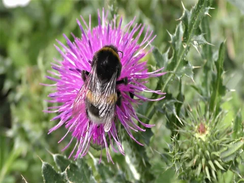 White tailed bumble bee, bombus terrestris Stock Footage 77883386