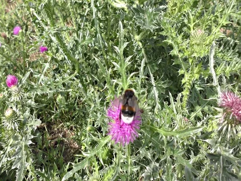 White tailed bumble bee, bombus terrestris Stock Footage 77883584