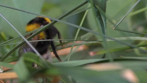 White tailed bumble bee, bombus terrestris Stock-Footage 79983047