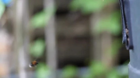 White tailed bumble bee Bombus lucorum worker returning to nest Stock Footage 98900336