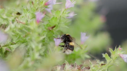 White tailed Bumble Bee collecting Pollen Stock Footage 211717654