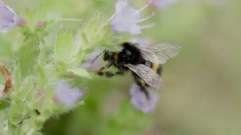 White tailed bumble bee collecting Pollen Stock Footage 211724755