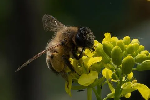 White tailed bumble bee exploring a rapeseed flower Stock Photos