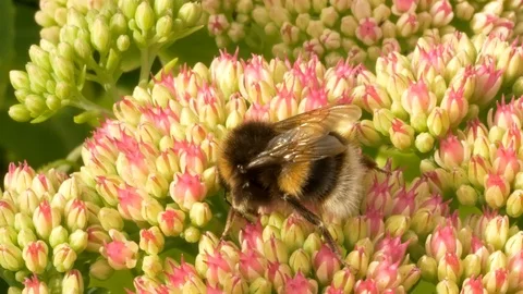 White tailed bumblebee Bombus lucorum nectaring on sedum Stock Footage 87093920