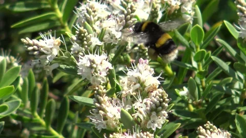 White tailed bumblebee  - Bombus lucorum – with distended pollen baskets Stock Footage 133492860