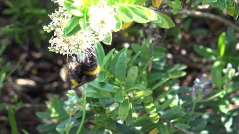 White tailed bumblebee  - Bombus lucorum  - on white Hebe Stock Footage 133492891