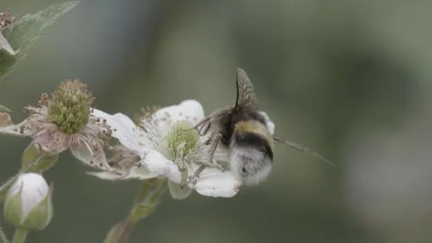 White-tailed bumblebee (Bombus lucorum) Stock Footage 148658291