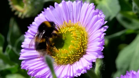 White-tailed Bumblebee, Bombus lucorum on pink flower Stock Footage 156188712