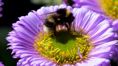 White-tailed Bumblebee, Bombus lucorum on pink flower Stock Footage 156221938
