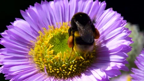 White-tailed Bumblebee, Bombus lucorum on pink flower Stock Footage 156221979