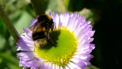 White-tailed Bumblebee, Bombus lucorum on pink flower Stock Footage 156222020