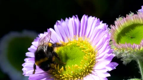 White-tailed Bumblebee, Bombus lucorum on pink flower Stock Footage 156222296