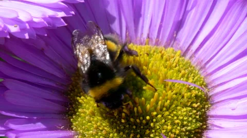 White-tailed Bumblebee, Bombus lucorum on pink flower Stock Footage 156222317