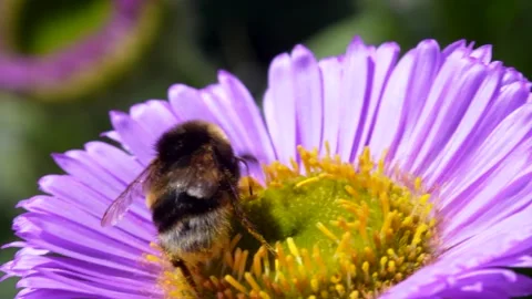 White-tailed Bumblebee, Bombus lucorum on pink flower Stock Footage 156222357