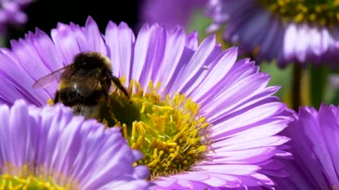 White-tailed Bumblebee, Bombus lucorum on pink flower Stock Footage 156222387