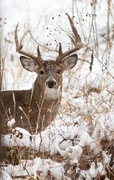 White tailed dee rbuck Stock Photos