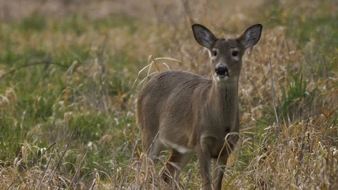 White Tailed Deer alert with ears up feeding in grassland habitat Slow Motion Stock Footage 102460170