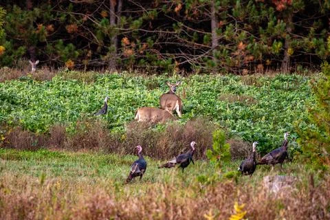 White-tailed deer and eastern wild turkey in a Wisconsin soybean field Stock Photos