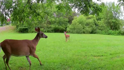 White-Tailed Deer and Spotted Fawn Cross a Green Backyard Stock Footage 340241680