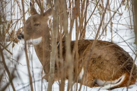 White-tailed deer bedded down Stock Photos