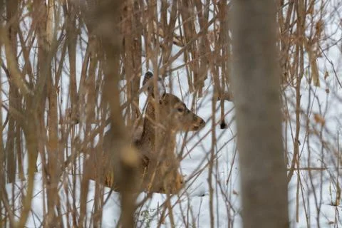 White-tailed deer bedded down Stock Photos